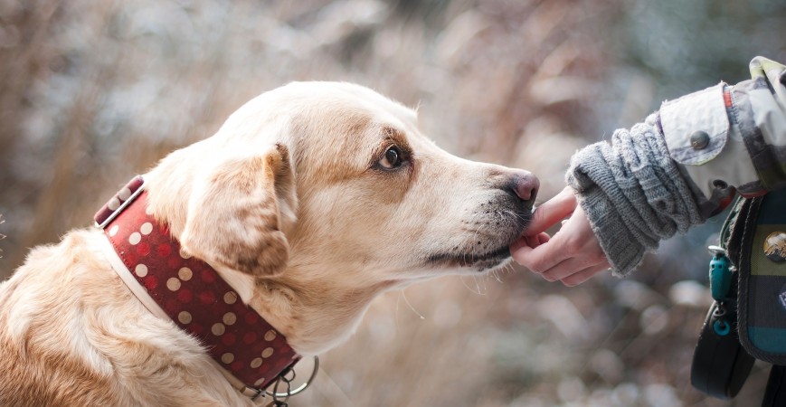 Lucha contra el maltrato animal