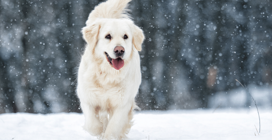 Come rafforzare le difese immunitarie del mio cane in modo naturale?