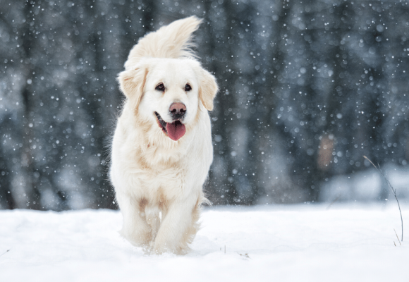 Wie kann ich die Immunabwehr meines Hundes auf natürliche Weise stärken?