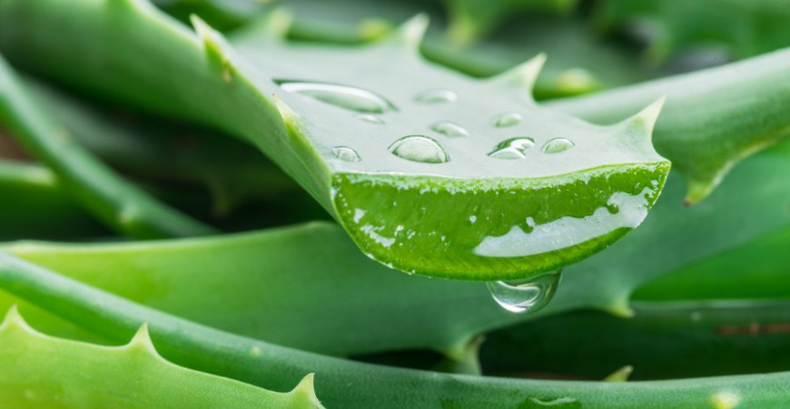 Vorteile von Aloe Vera: Welche Vorteile für Hunde?