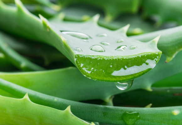 Benefici dell'aloe vera: quali benefici per i cani?