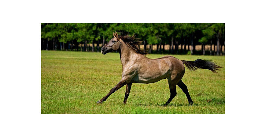 Prévenir et guérir l'allergie du cheval