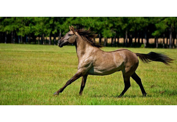 Prévenir et guérir l'allergie du cheval
