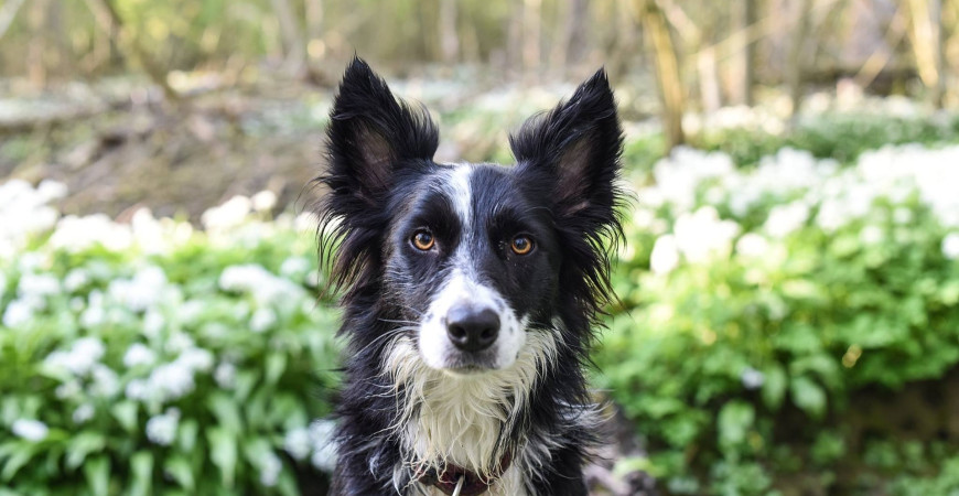 Phytothérapie pour chien : 8 plantes pour calmer les douleurs