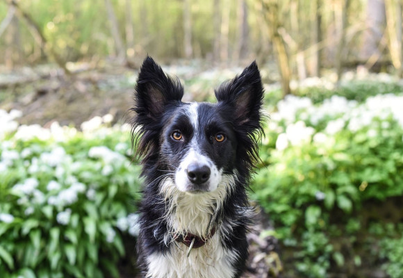 Phytothérapie pour chien : 8 plantes pour calmer les douleurs