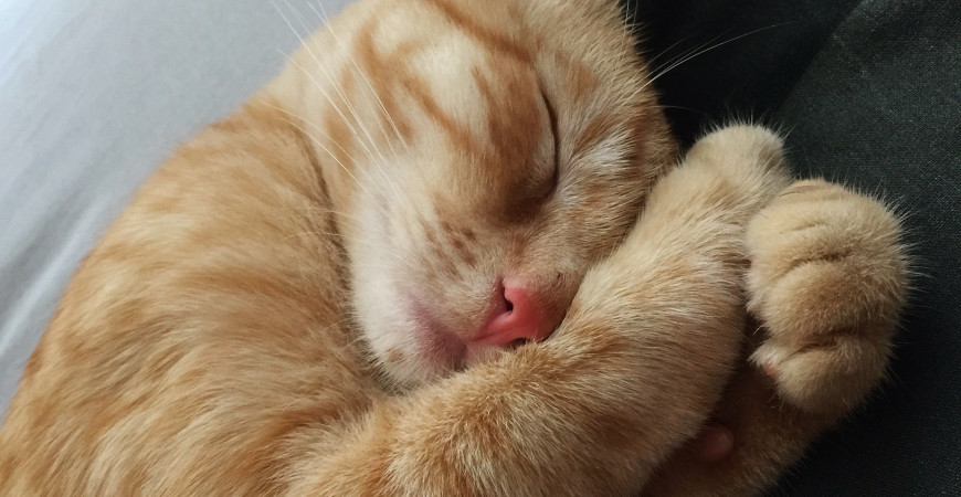 Arthrose du chat : comment l'aider ?