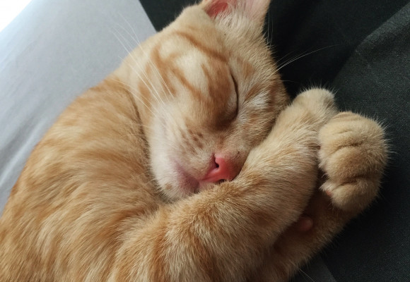 Arthrose du chat : comment l'aider ?