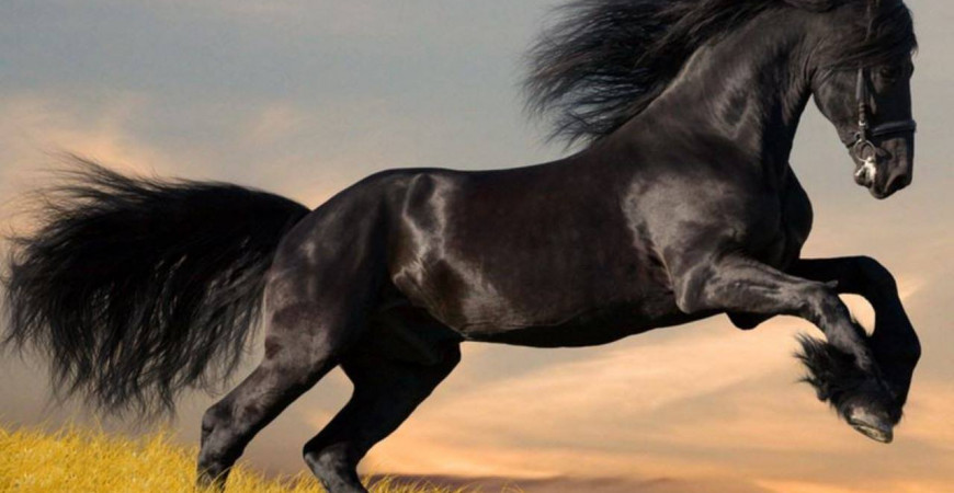 Quels soins naturels pour son cheval