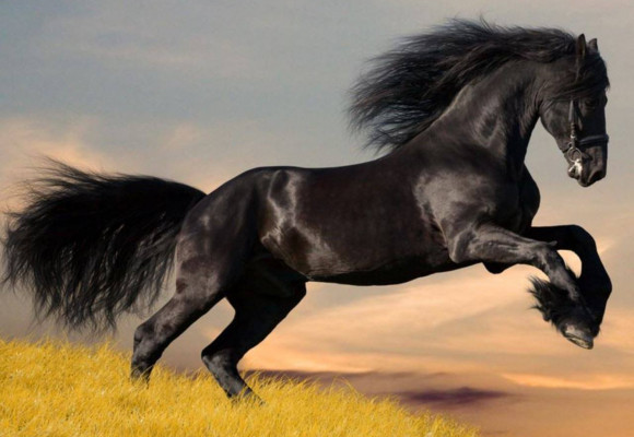 Quels soins naturels pour son cheval