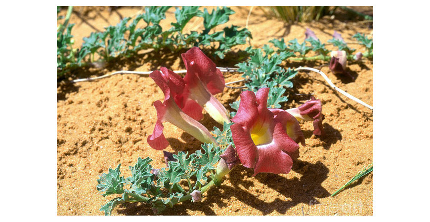 Harpagophytum, un antinfiammatorio naturale