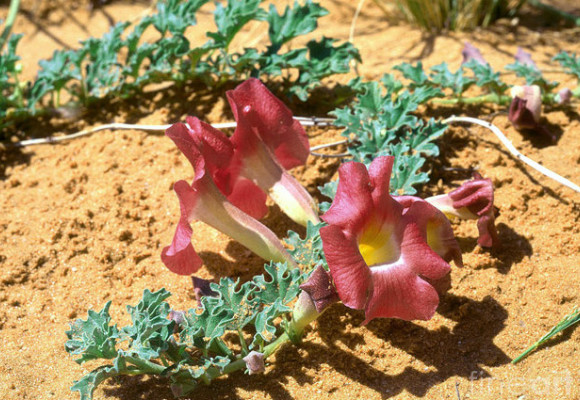 Harpagophytum, ein natürliches entzündungshemmendes Mittel