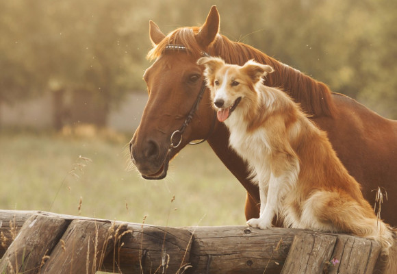 Come trattare in modo naturale i disturbi digestivi del cavallo?